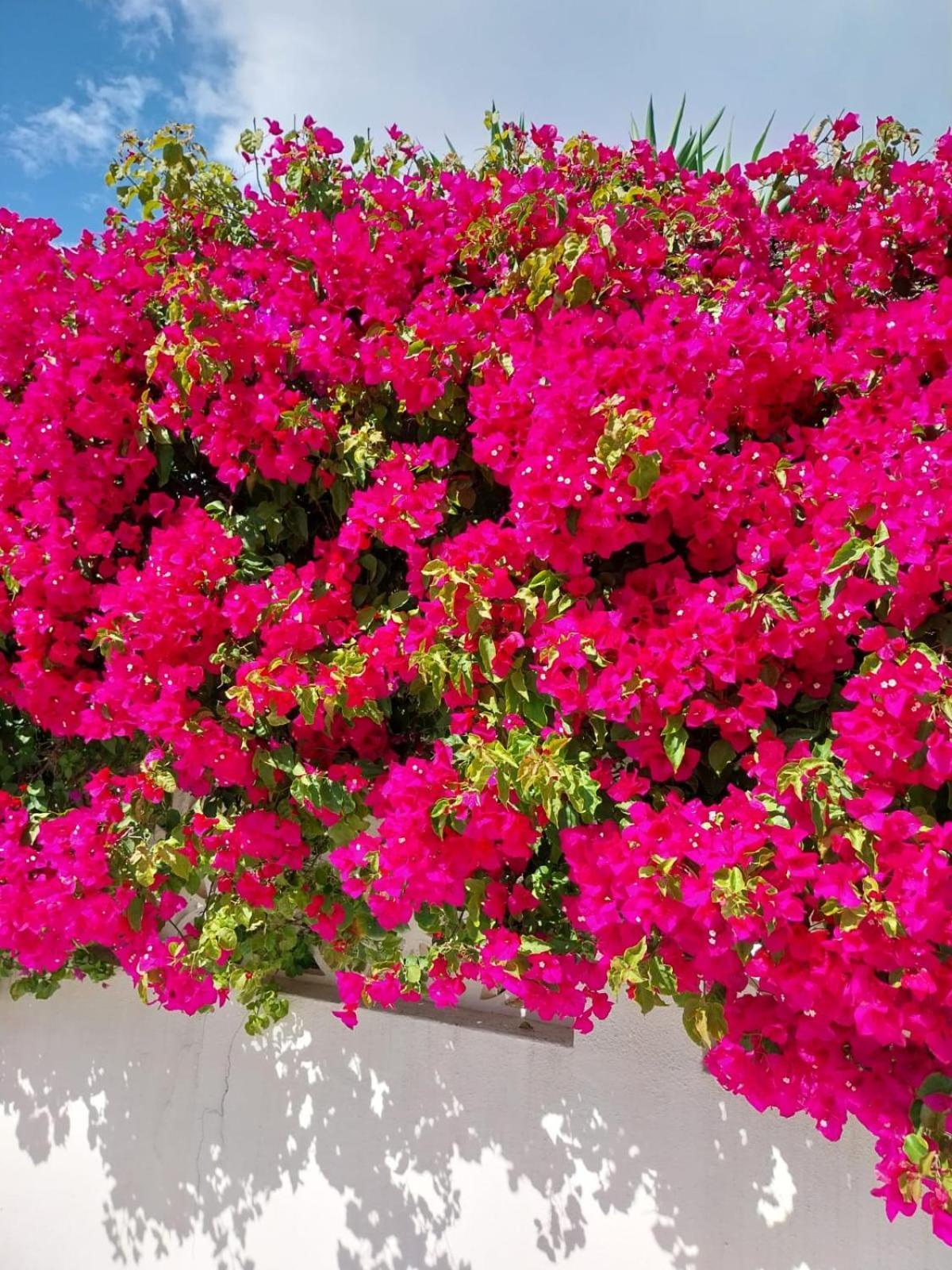 Villa El Salam Campo Mijas Fuengirola Ngoại thất bức ảnh